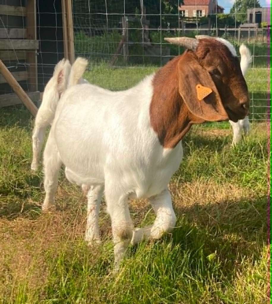 BOKLAM BOERGEIT, Maart, Mannelijk