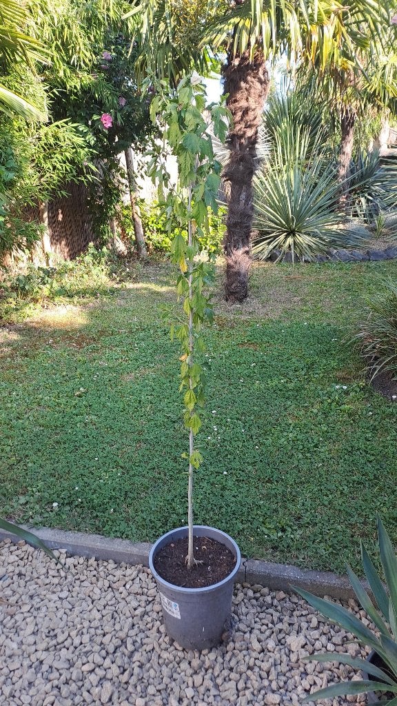 hibiscus, Tuin en Terras, Planten | Tuinplanten, Vaste plant, Halfschaduw, Zomer, Ophalen