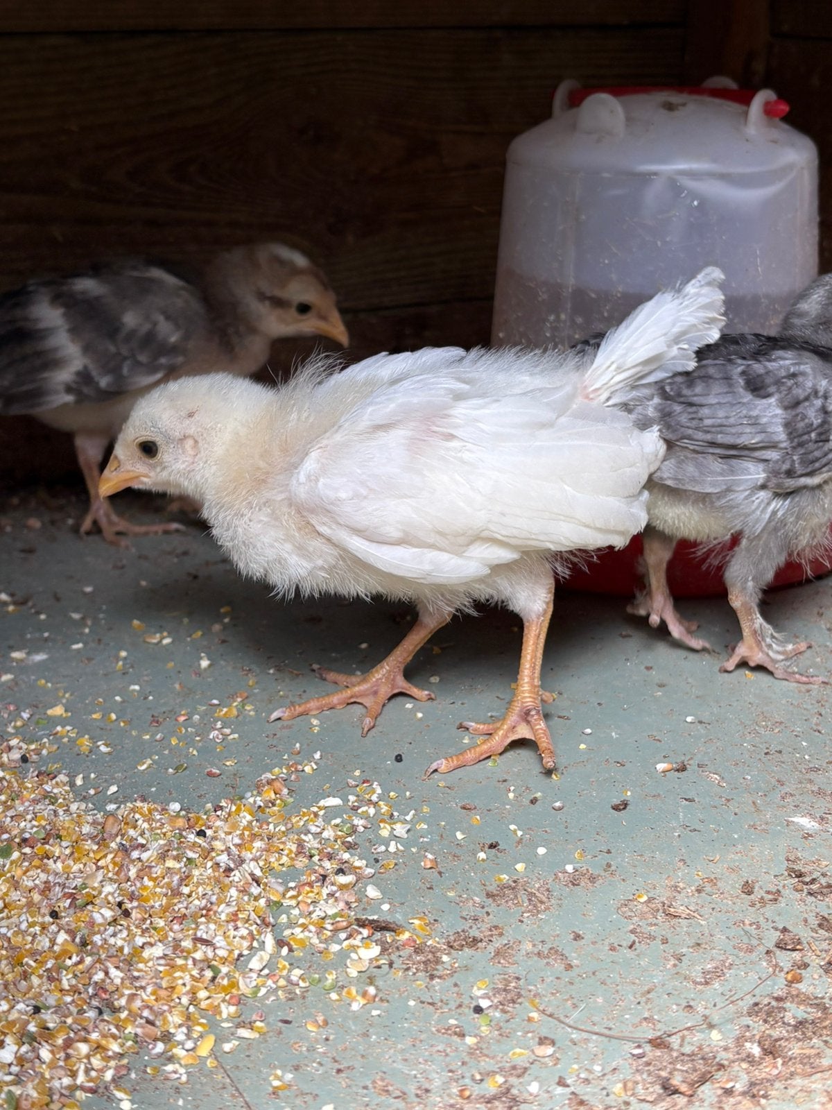 3 Kuikens gemengd, Geslacht onbekend, Kip