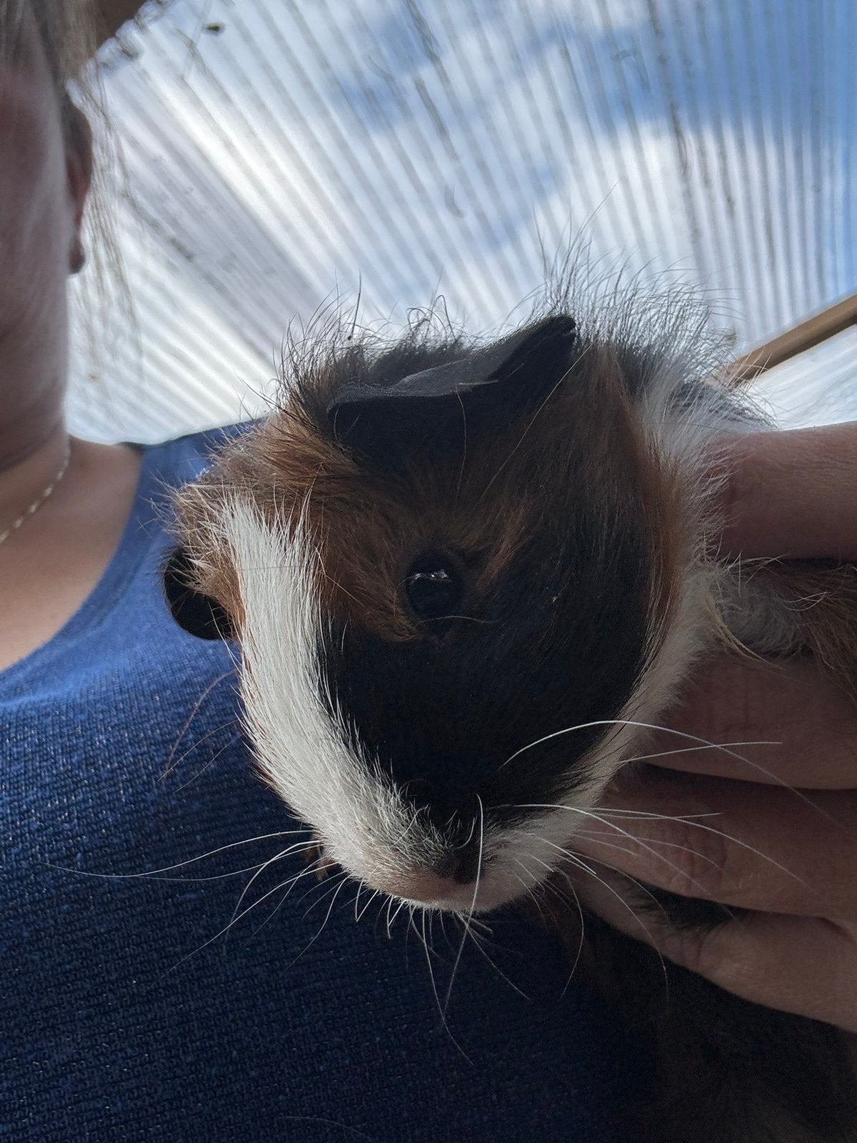 Cavia mannekes, Dieren en Toebehoren, Knaagdieren, Juli, Mannelijk, Cavia
