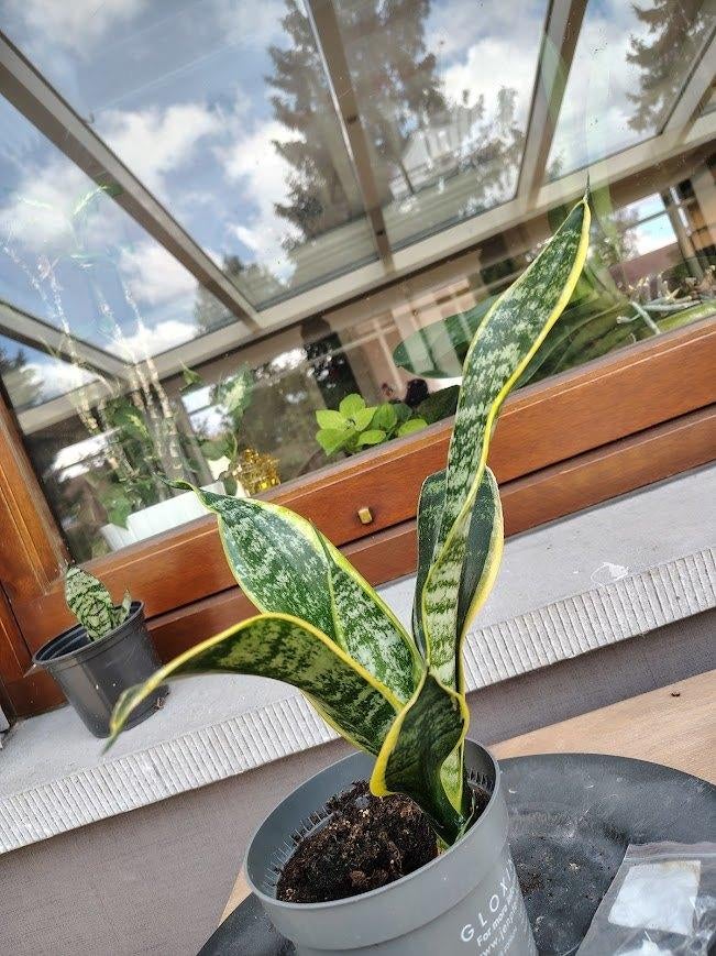' klassieke ' sanseveria , kamerplant , vrouwentong, Vetplant, Minder dan 100 cm, Groene kamerplant, Halfschaduw