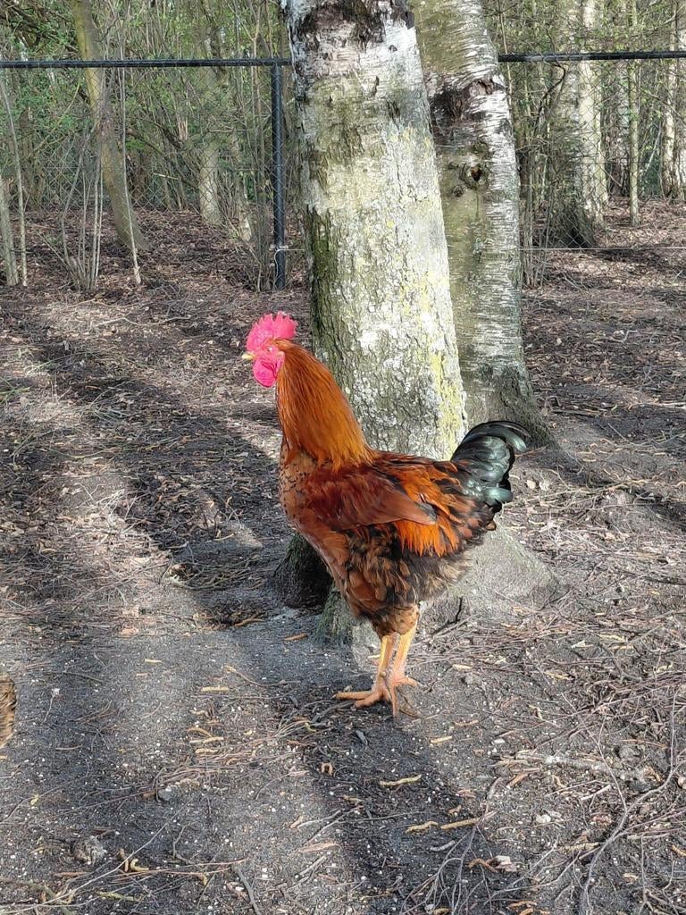 Jonge haan te koop., Animaux & Accessoires, Mâle, Poule ou poulet