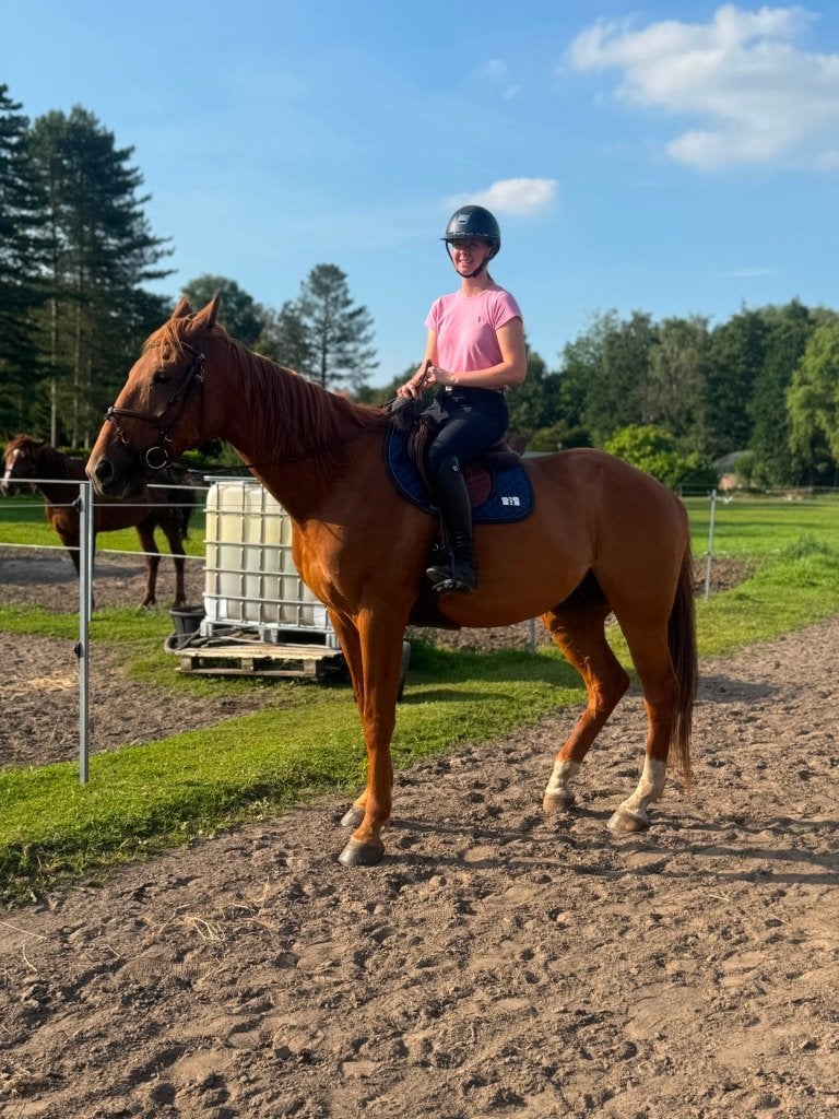 Recreatiepaard te koop, Animaux & Accessoires, Chevaux, Hongre, 165 à 170 cm, 3 à 6 ans, Cheval de récréation, Avec pedigree, Avec puce électronique