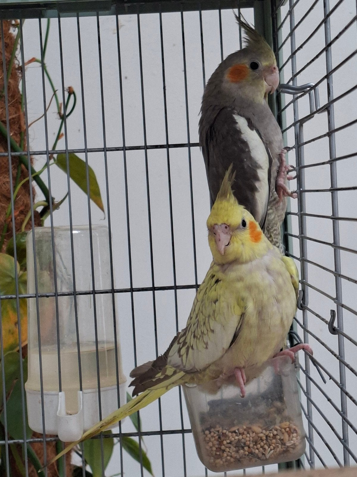 jeunes calopsittes epp, Plusieurs animaux, Perruche
