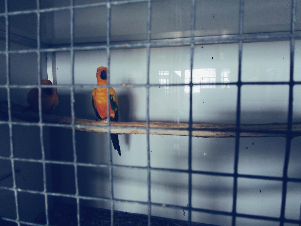 Koppel zonparkieten 2021, Dieren en Toebehoren, Vogels | Parkieten en Papegaaien, Meerdere dieren, Parkiet, Geringd