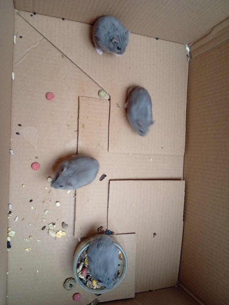 Russische dwerghamsters grijs met wit, Dieren en Toebehoren, Knaagdieren, Hamster, Juni, Meerdere dieren, Tam