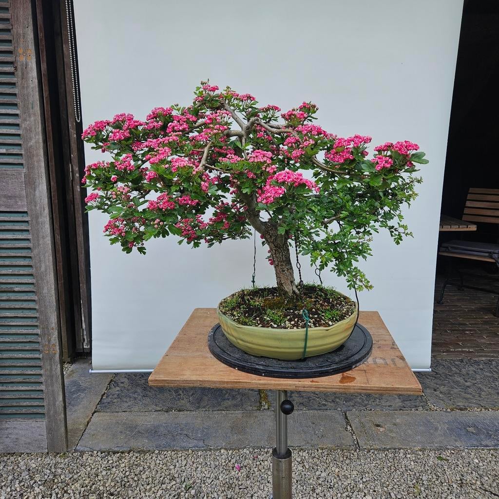 Bonsai meidoorn ROOD, Ophalen, Rood