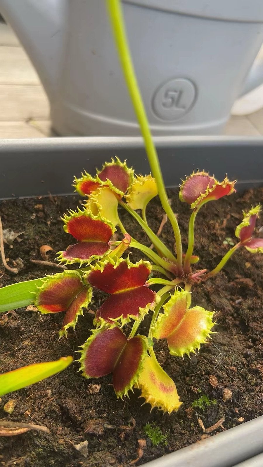 Dionaea muscipula ‘The Zipp’ – Vleesetende plant, Ophalen of Verzenden