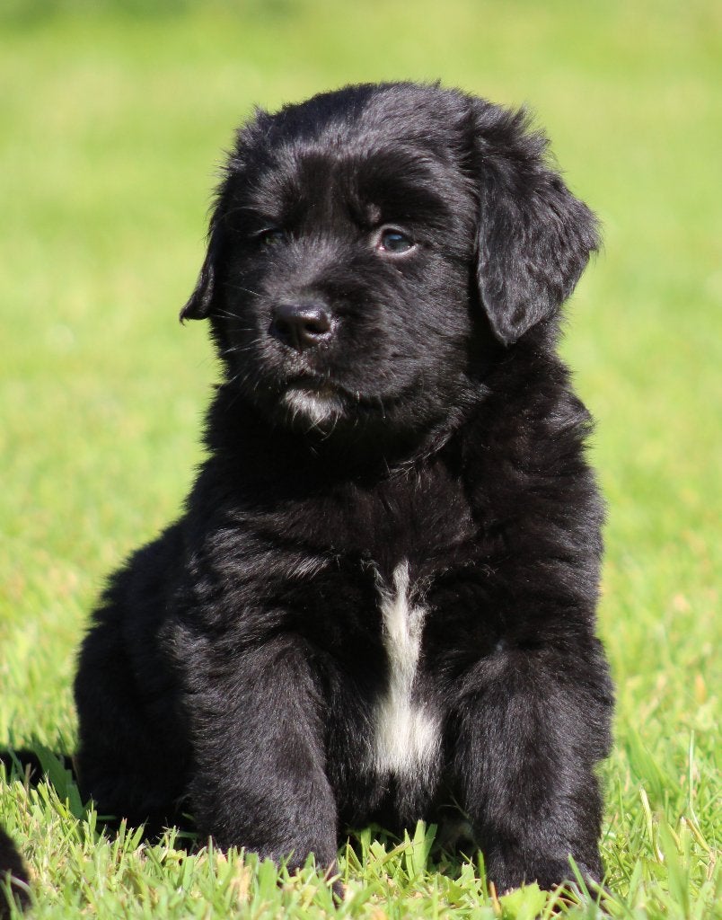 Boulab pups (Berner Sennen x Labrador ), Animaux & Accessoires, Maladie de Carré (chiens), Swiss mountain, Plusieurs, Belgique