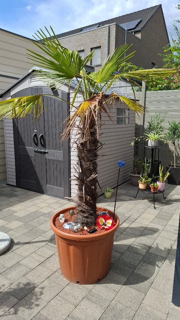 Tuin palm, Tuin en Terras, Volle zon, Vaste plant, Bloeit niet, Ophalen