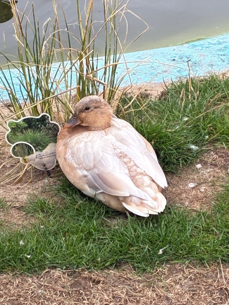 Hollandse kwakers, Animaux & Accessoires, Sexe inconnu, Canard