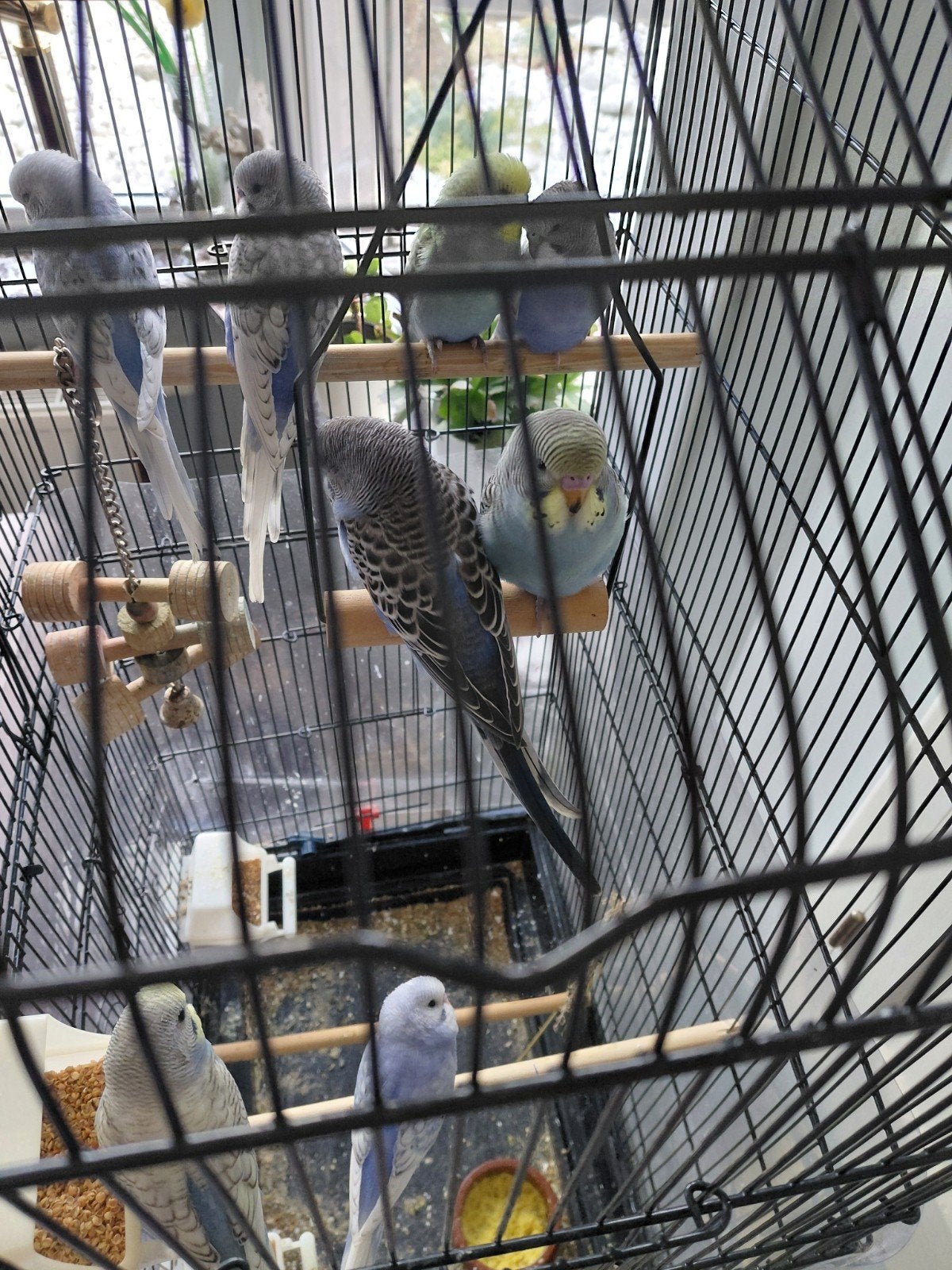 Jonge grasparkieten, Dieren en Toebehoren, Vogels | Parkieten en Papegaaien