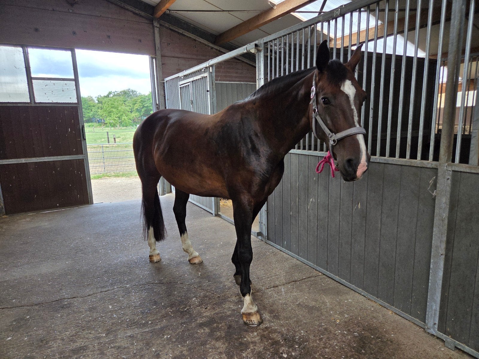 11 jarige merrie | springpaard, Dieren en Toebehoren, Paarden, Merrie, L, 165 tot 170 cm, 11 jaar of ouder