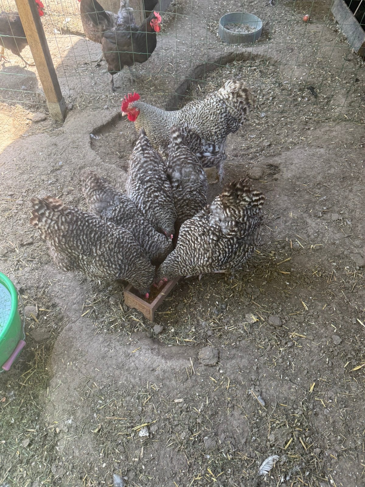 Kippen, Meerdere dieren, Kip