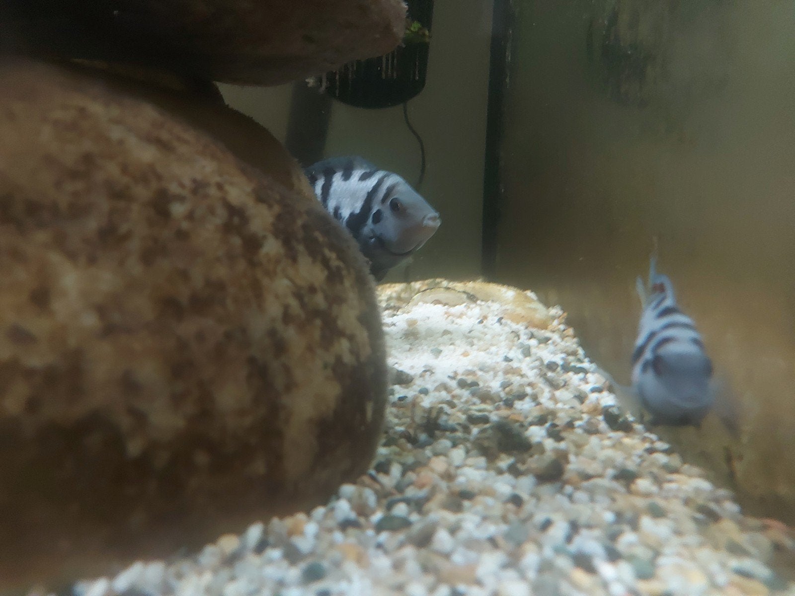 zebra cichlide te Koop (Koppel+man+ babys)
