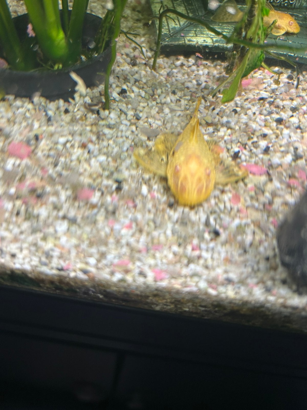 aquarium vissen, Dieren en Toebehoren, Vissen | Aquariumvissen