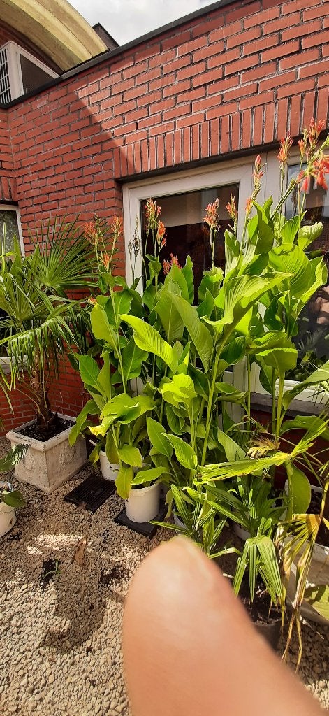 Hobbygekweekte cannas en bananenplanten einde hobby, Enlèvement