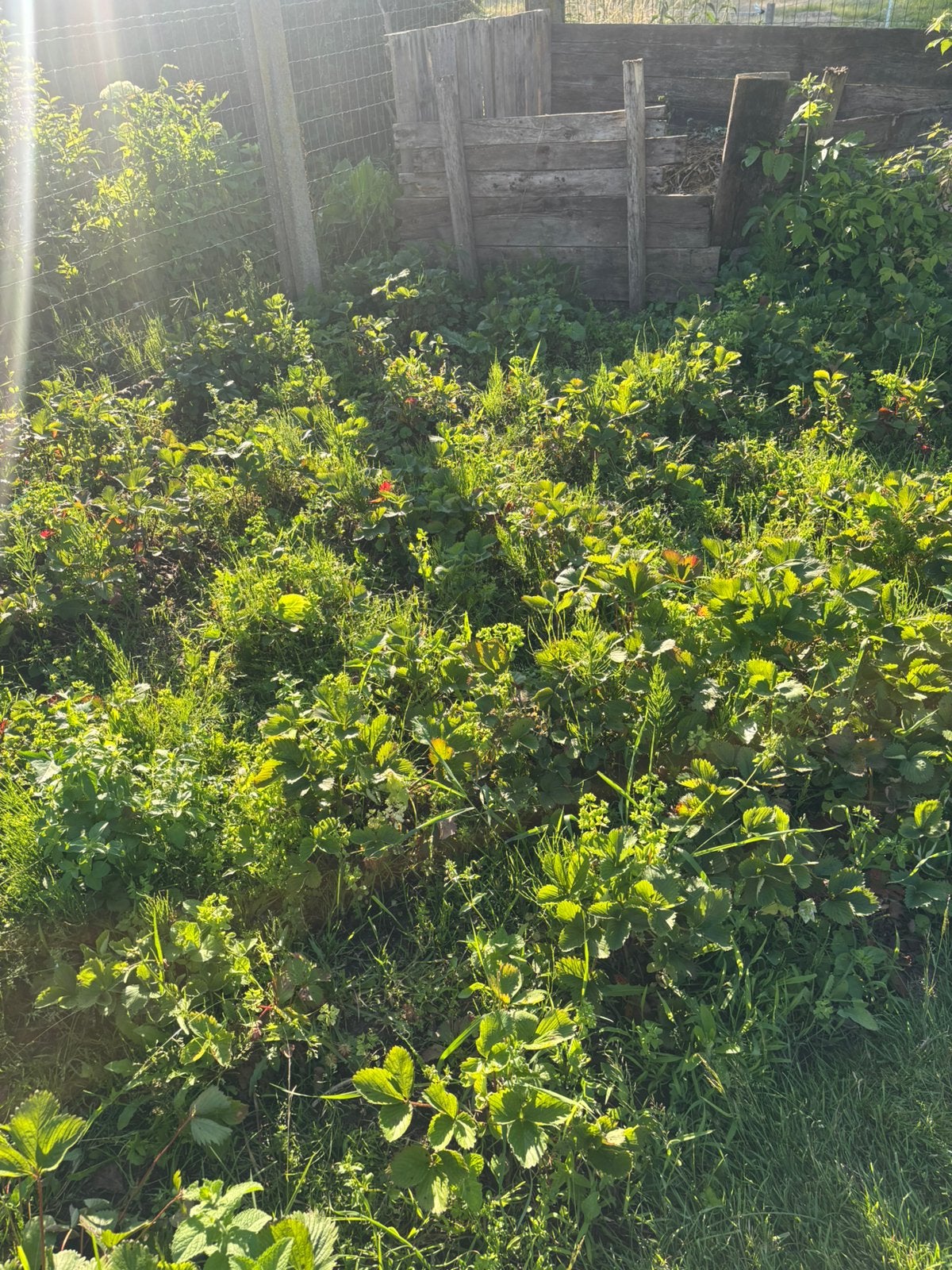 Aardbeiplantjes, Enlèvement, Plante fixe, Plantes fruitières