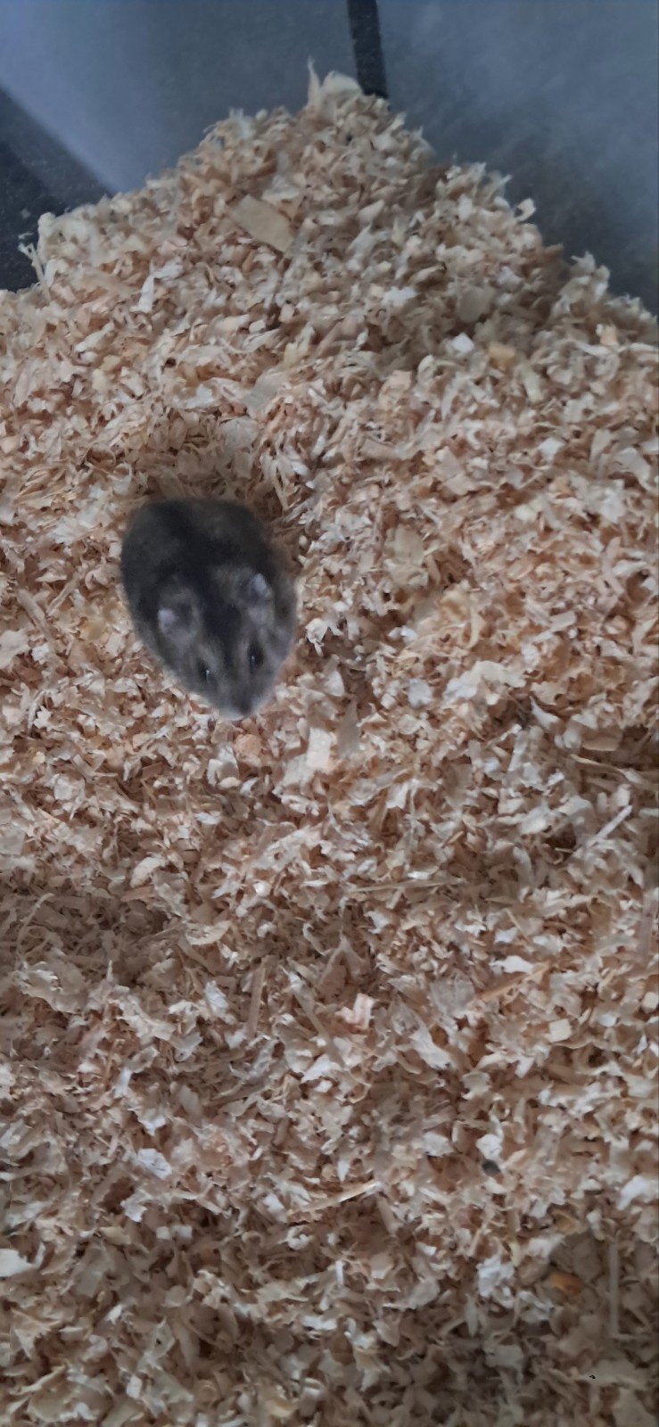 gratis vrouwelijke hamster, Januari, Hamster, Tam