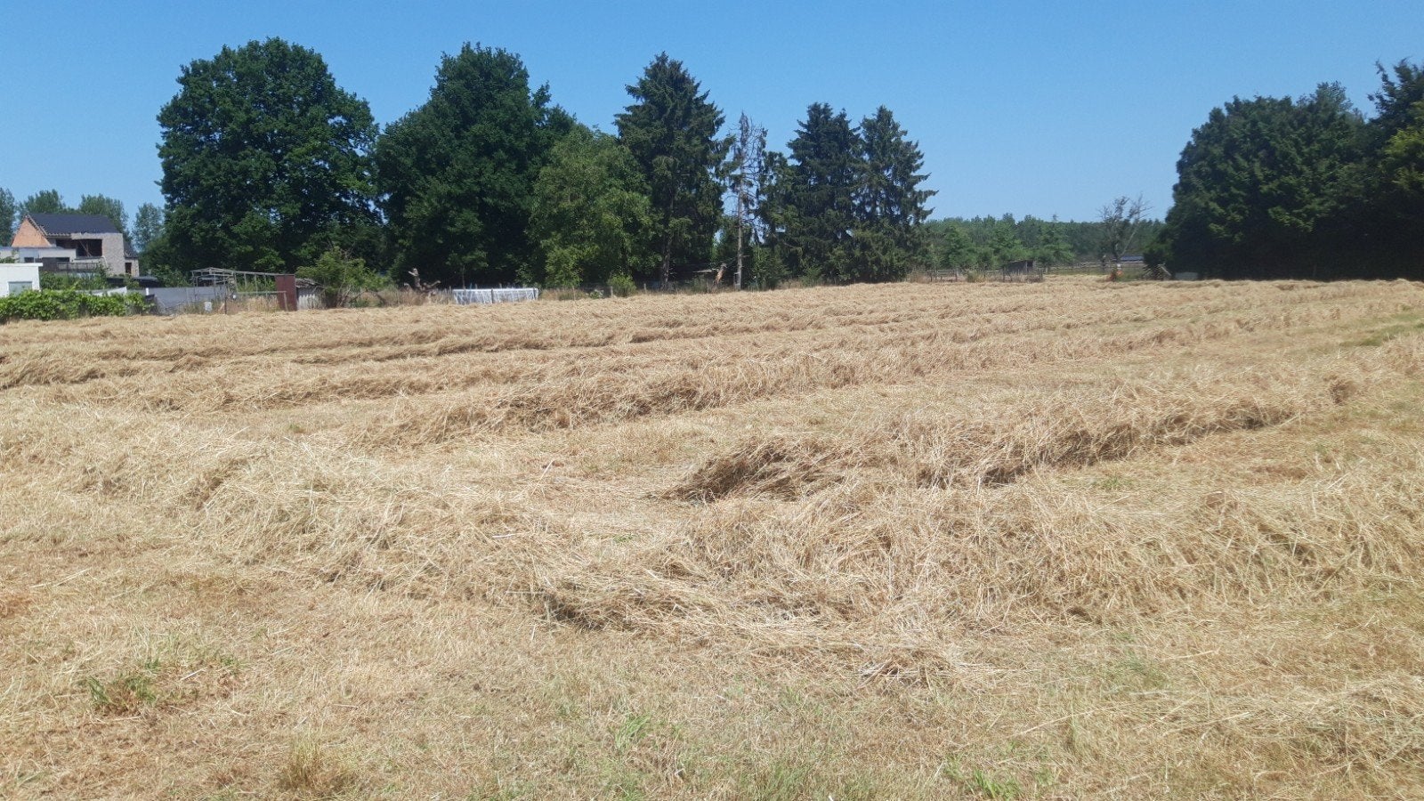 Kleine balen hooi, Zakelijke goederen, Landbouw | Veevoer, Ophalen