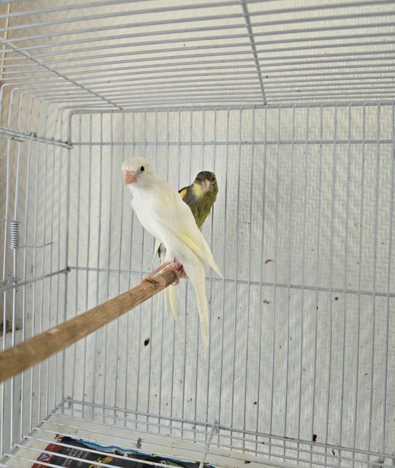 couple canari 2025  45€, Dieren en Toebehoren
