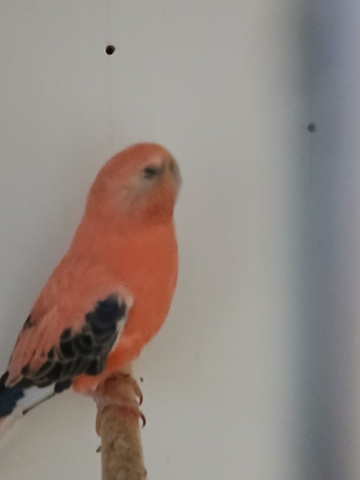Bourkes, Dieren en Toebehoren, Geringd