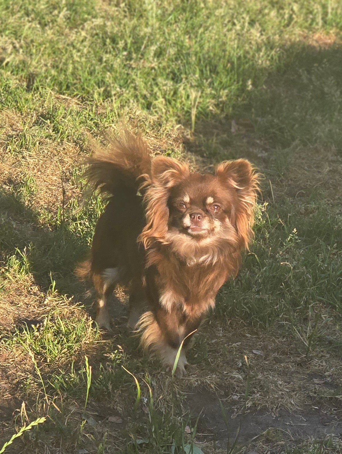 Lief chihuahua teefje 2 jaar, Parvo, België, Fokker | Hobbymatig, 1 tot 2 jaar