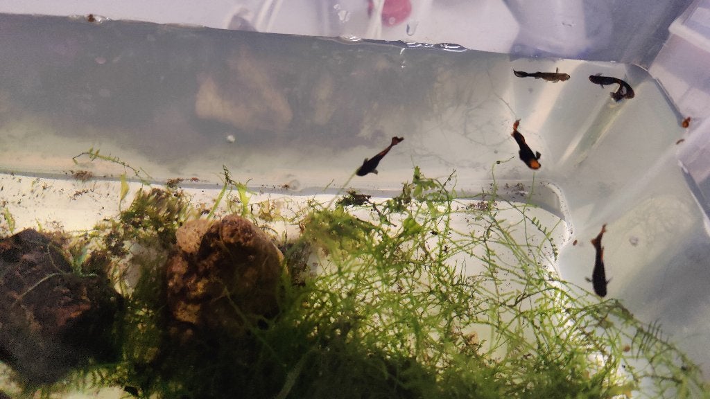 GRATIS! Guppy's & Japonica garnalen, Dieren en Toebehoren, Vis, Zoetwatervis