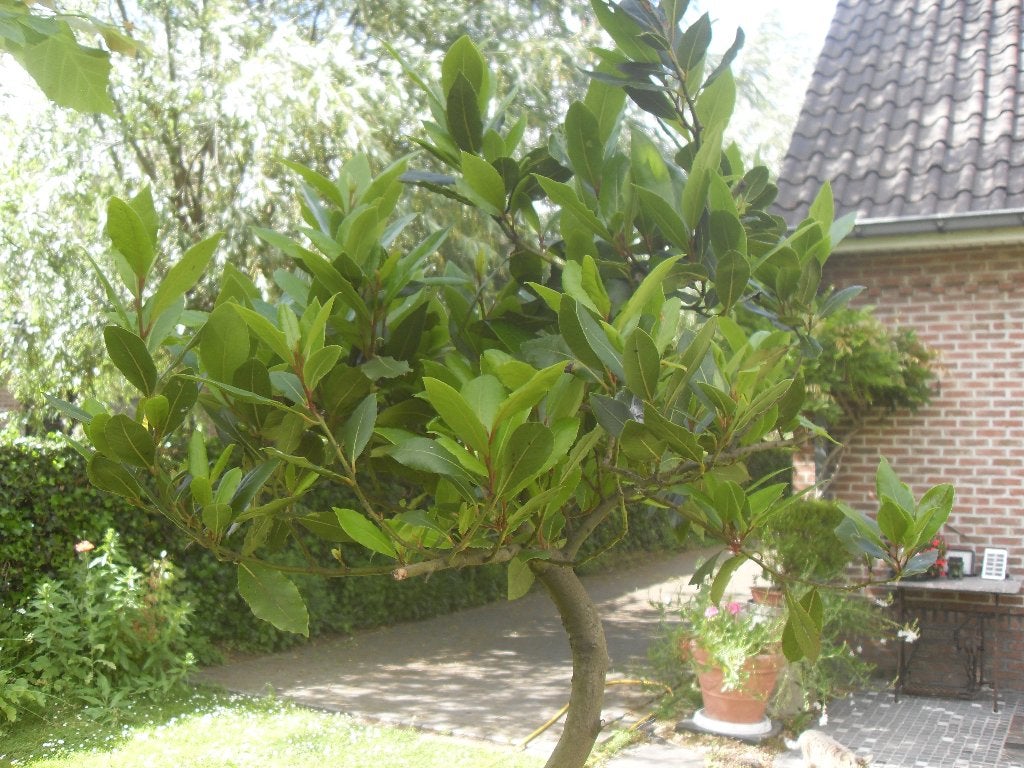 laurier op gedraaide stam, Tuin en Terras, Overige soorten, Lente, 100 tot 250 cm, Ophalen