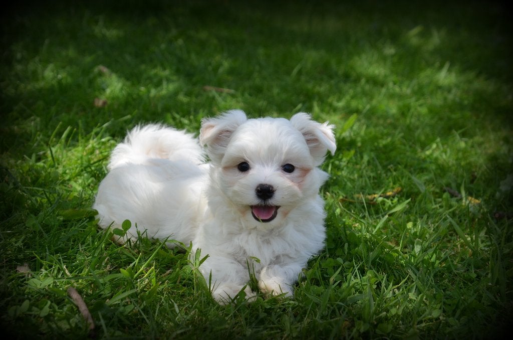 Maltezer pups, Parvo, België, Maltezer, 8 tot 15 weken