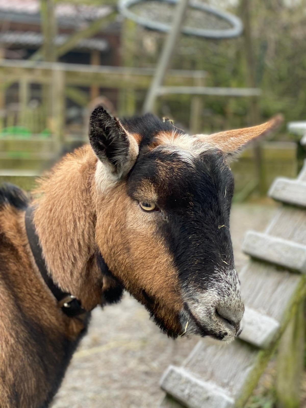 Lieve tamme gecastreerde bok zoekt goed nieuw thuis!, Mannelijk, Geit, 3 tot 5 jaar