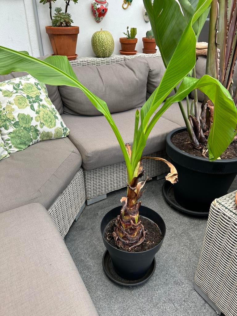 Ensete ventricosum, Tuin en Terras, Ophalen, Vaste plant, Fruitplanten, Volle zon