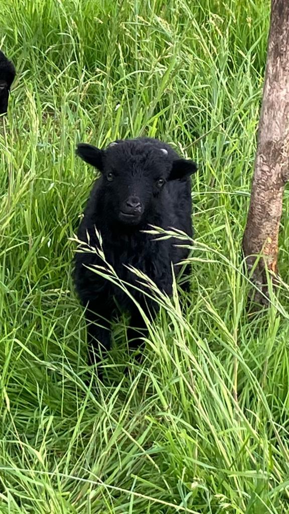 Ouessant ram zwart ruilen, Dieren en Toebehoren