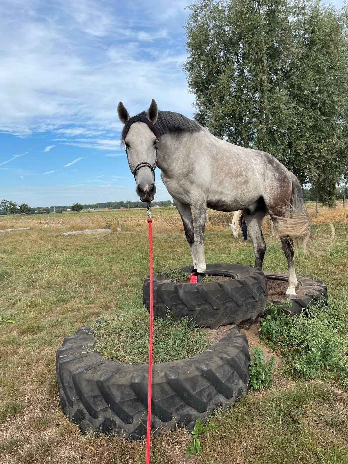 Allergaafste paard, Ruin