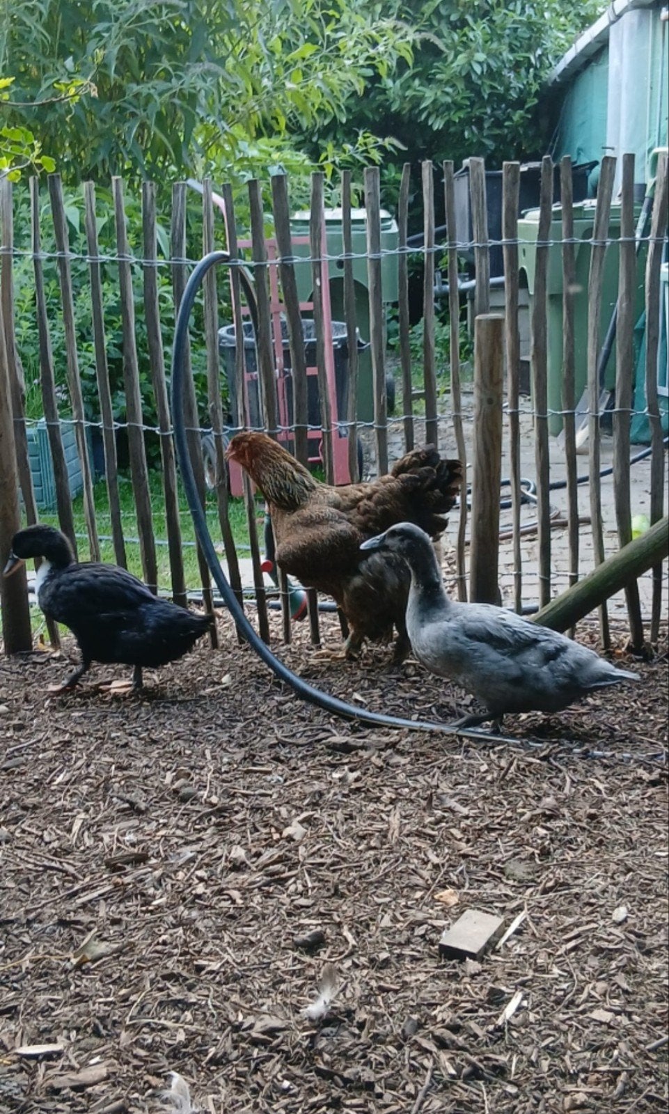 3 Dendermondse  Van Vorst eendenkuikens te koop – enkel sam, Dieren en Toebehoren
