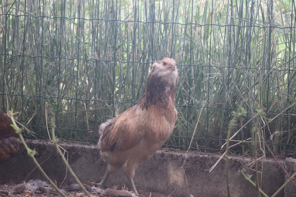 Sierkippen, Meerdere dieren, Kip