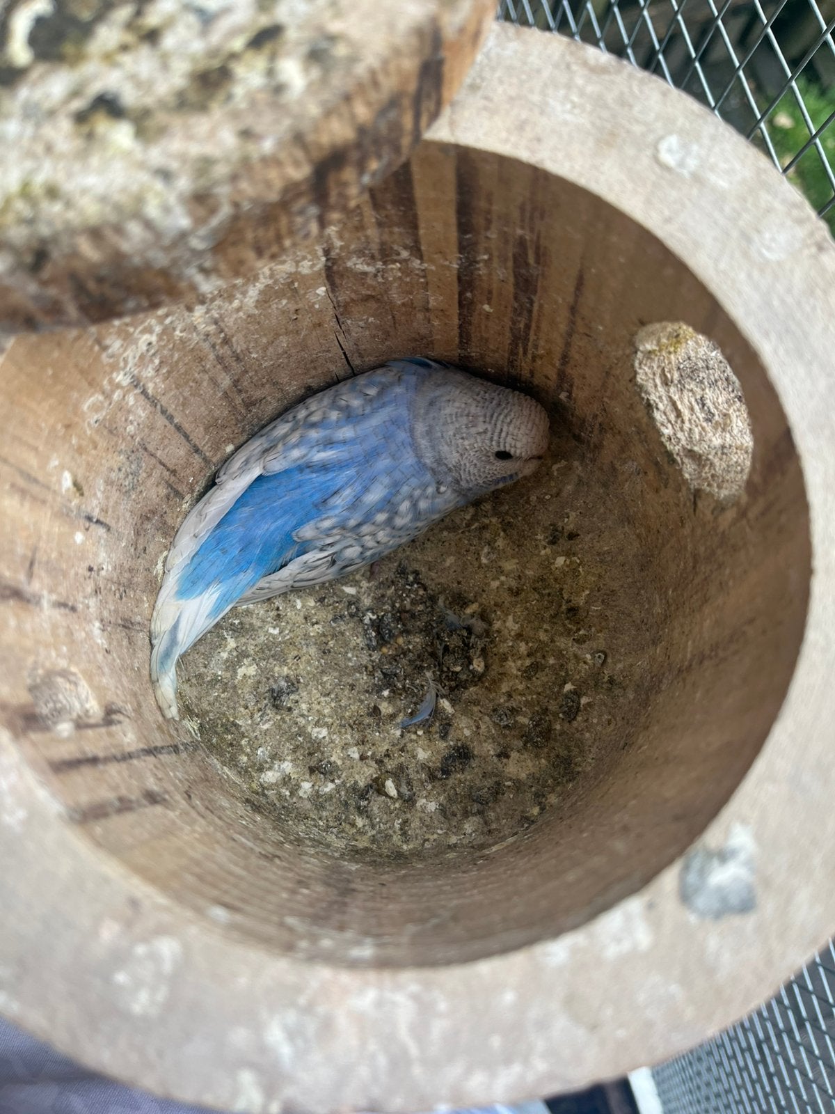 Jonge grasparkiet in nest, Ophalen, Zo goed als nieuw