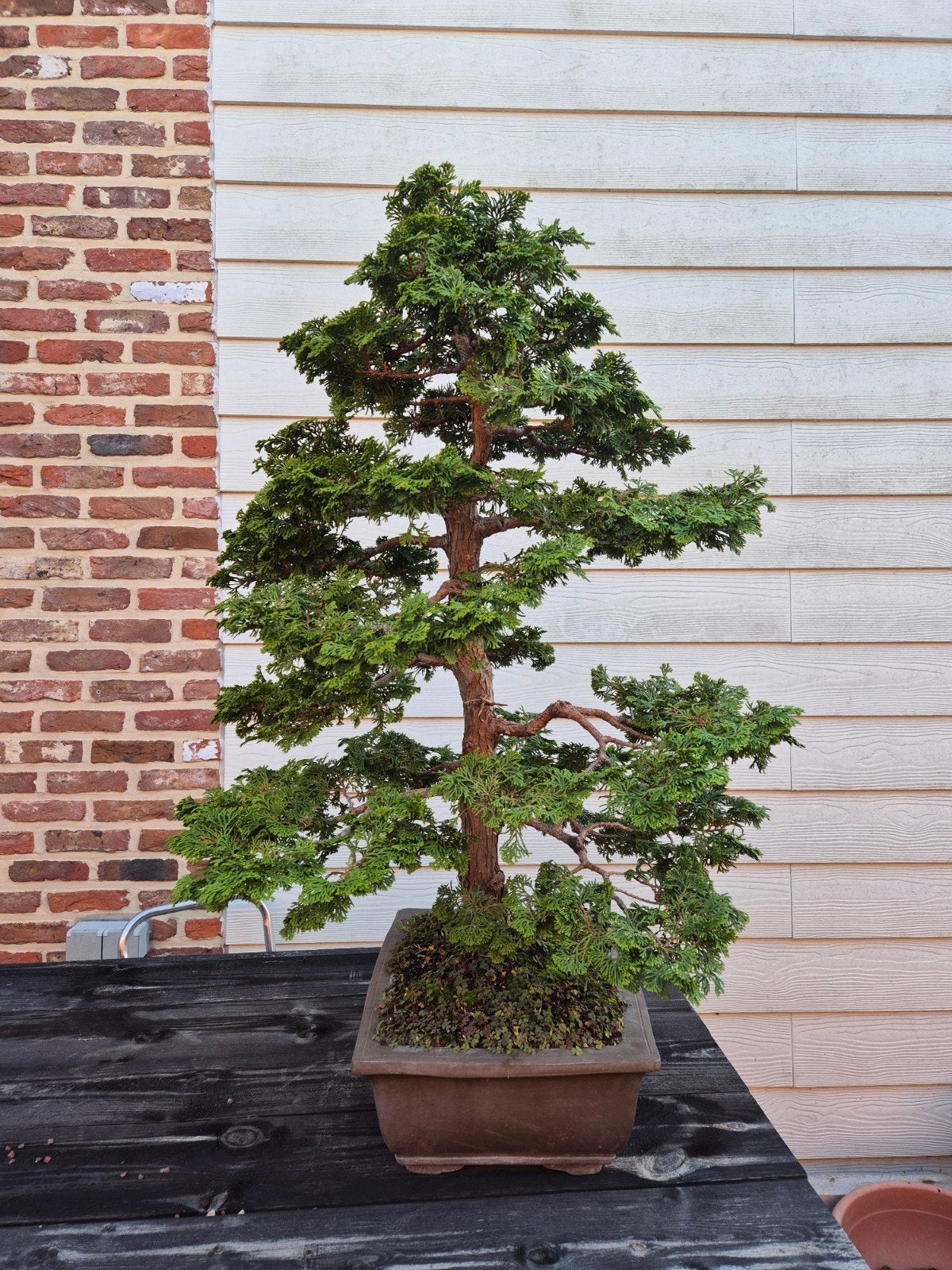 Hinoki bonsai, Enlèvement