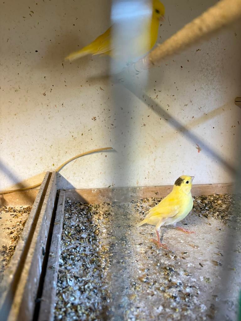 Kanariejongen 2026, Dieren en Toebehoren, Geslacht onbekend