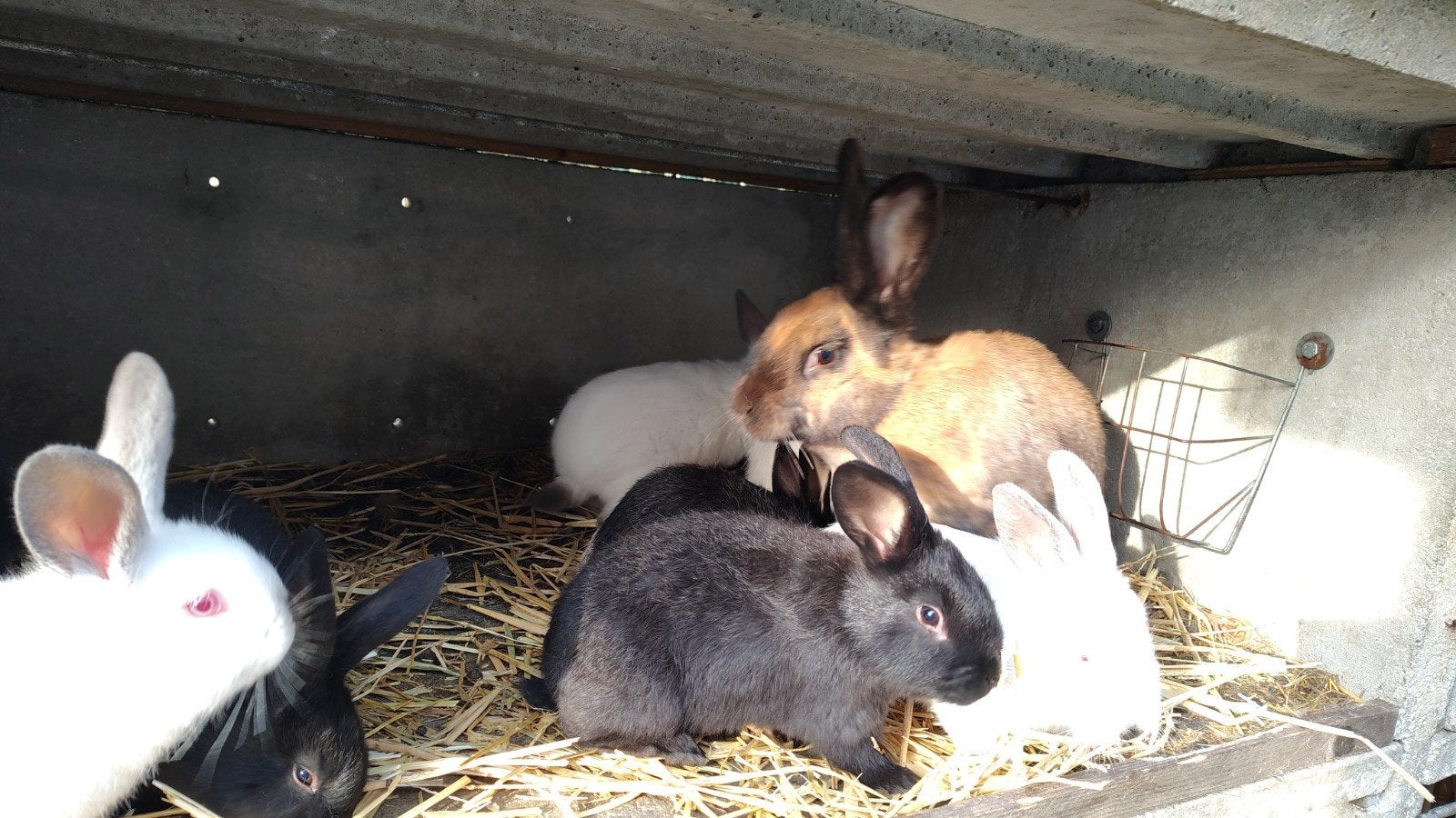 Jeunes lapins avec leur mère., Animaux & Accessoires, Lapins