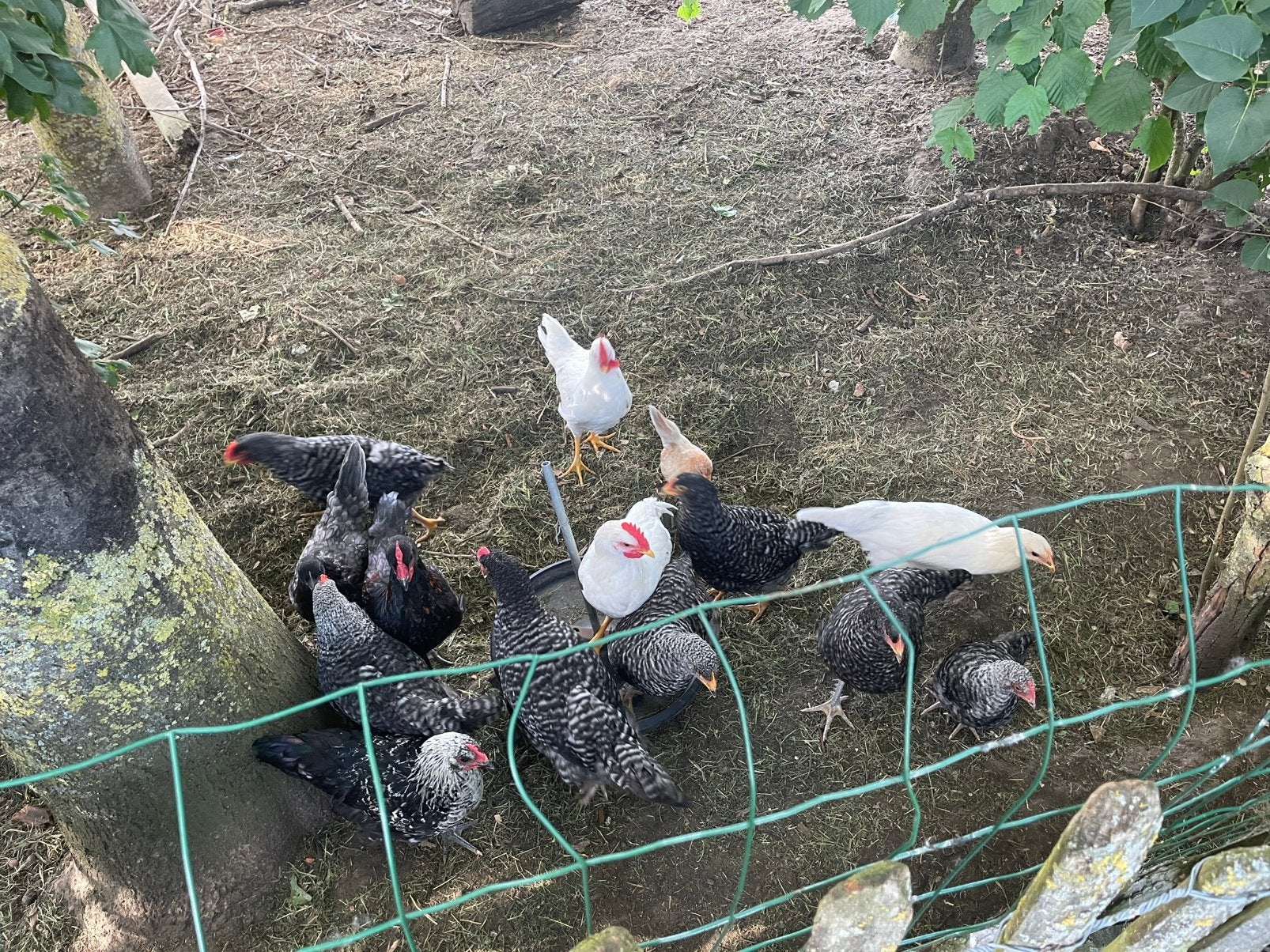 Jonge hennen en hanen, Plusieurs animaux, Poule ou poulet