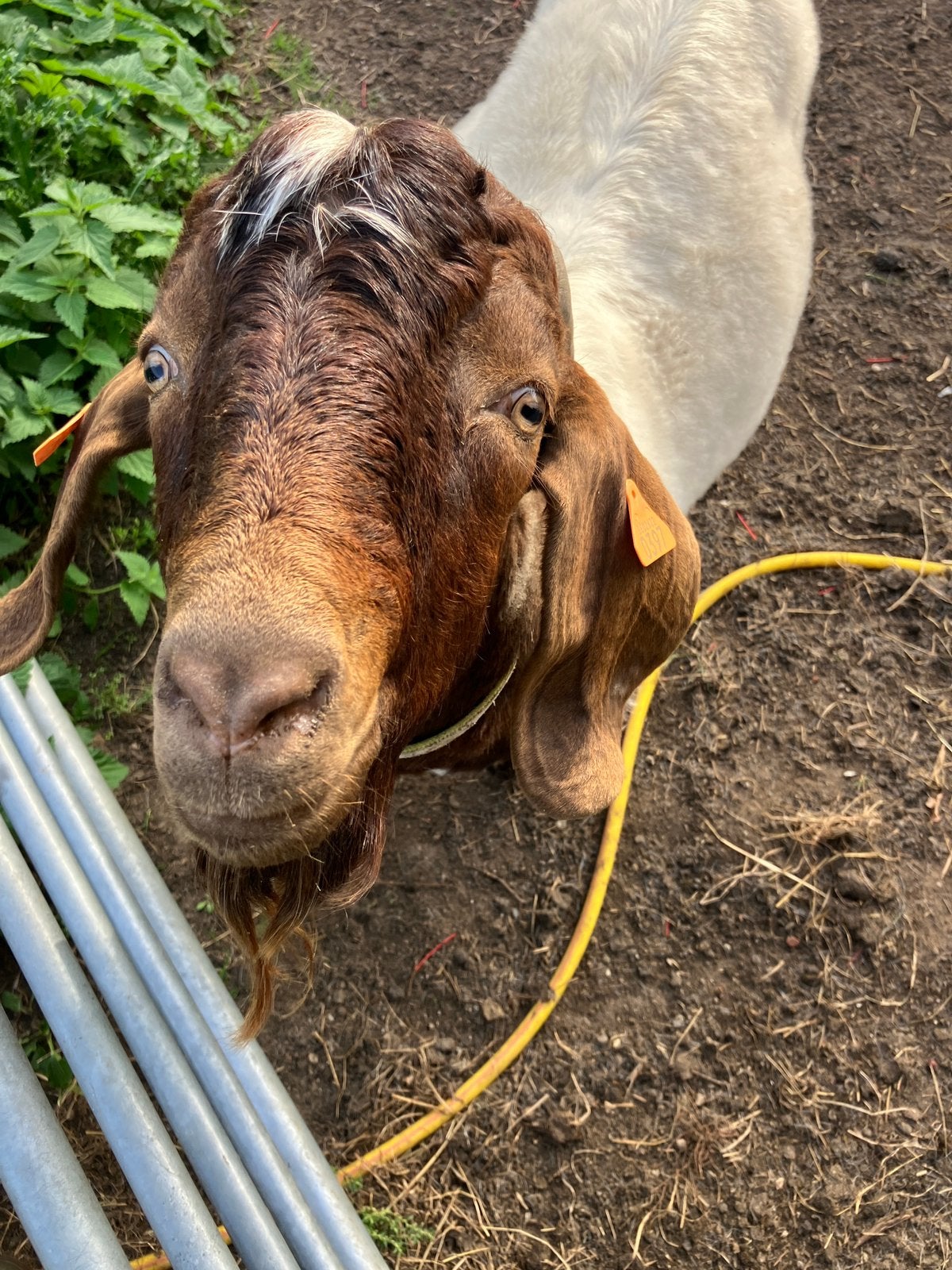Mooie compacte stevige boerbok, Dieren en Toebehoren, Mannelijk, Geit