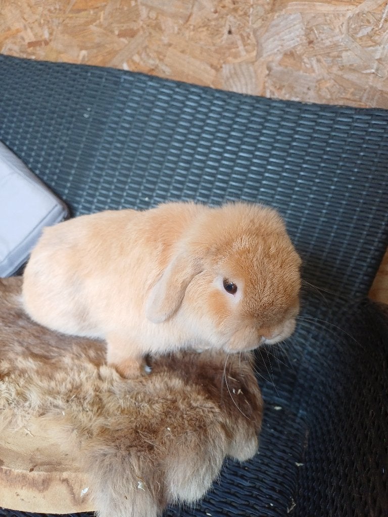 Minilop ram echte knuffelaar, Dieren en Toebehoren, Mannelijk, Dwerg, Hangoor, 0 tot 2 jaar