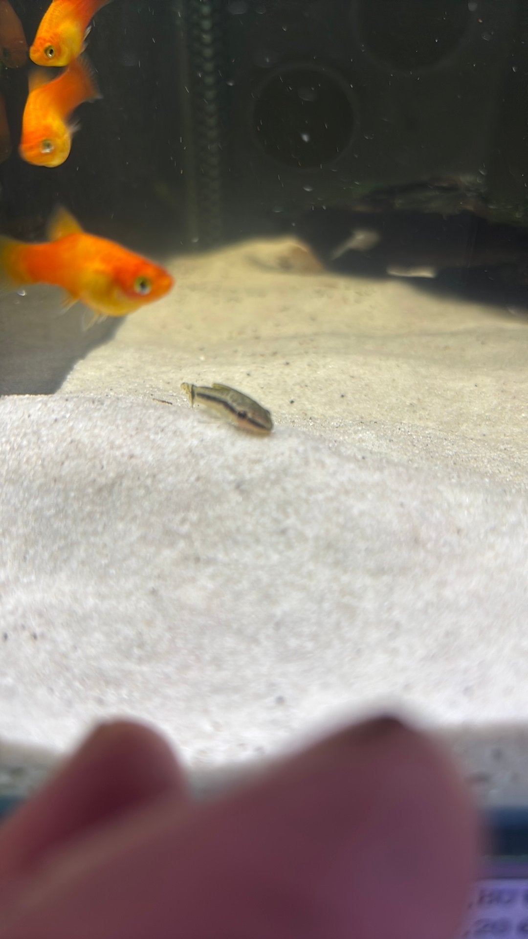 Dwergmeerval, Dieren en Toebehoren, Vis, Zoetwatervis, Schoolvis
