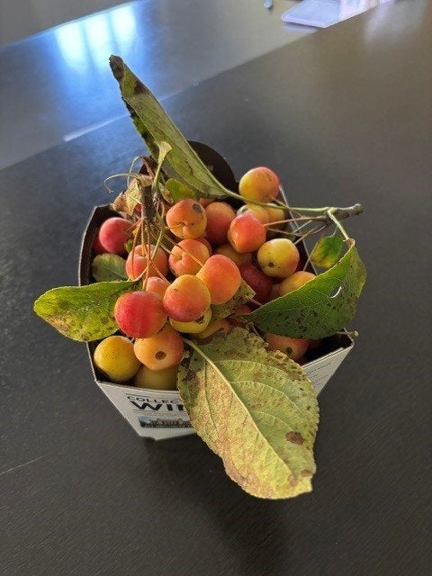 Pommes Malus naturelles - belle décoration d'automne, Articles professionnels, Enlèvement