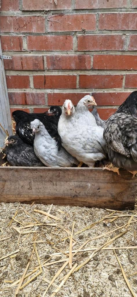 Mooie halfwas ras kuikens, Dieren en Toebehoren