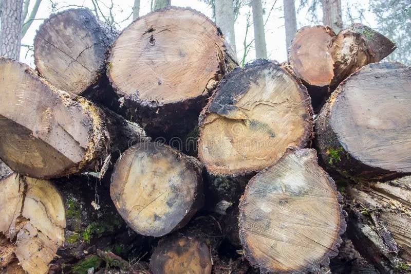 Brandhout (gekapte stammen), 6 m³ of meer, Ophalen, Elzenhout, Stammen