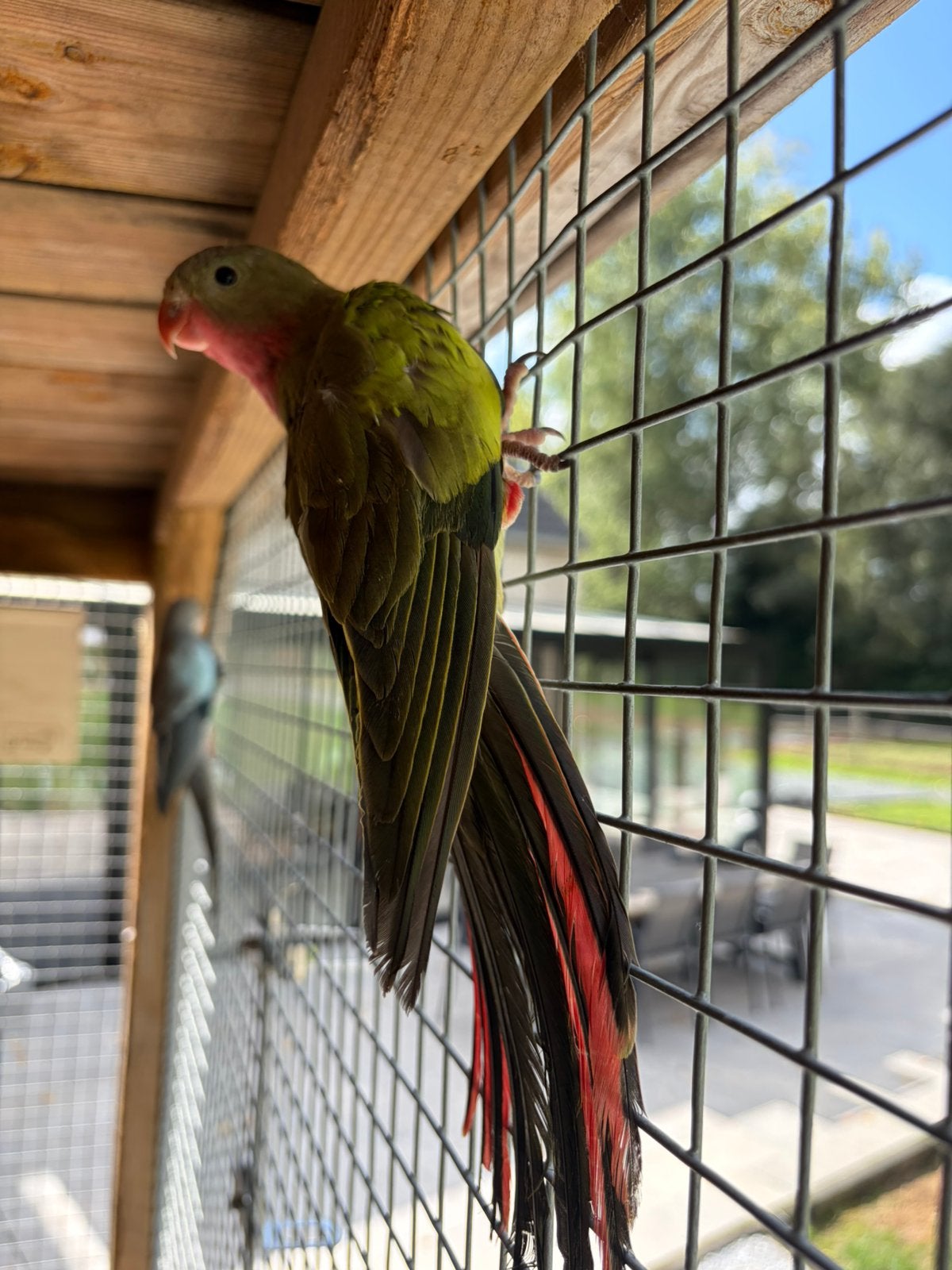 Koppel Princess of wales, Animaux & Accessoires, Oiseaux | Perruches & Perroquets