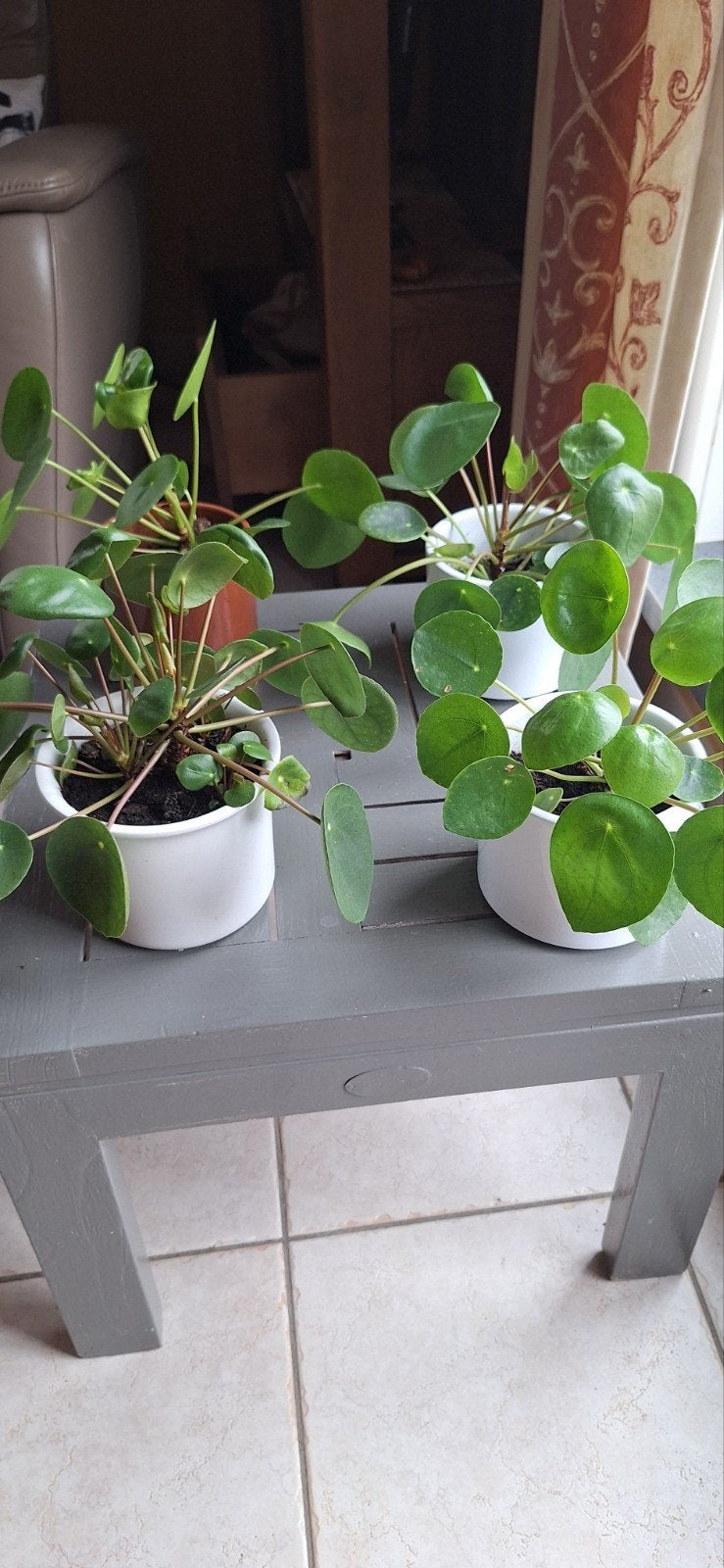 Pannenkoeken plant met pot, Ophalen