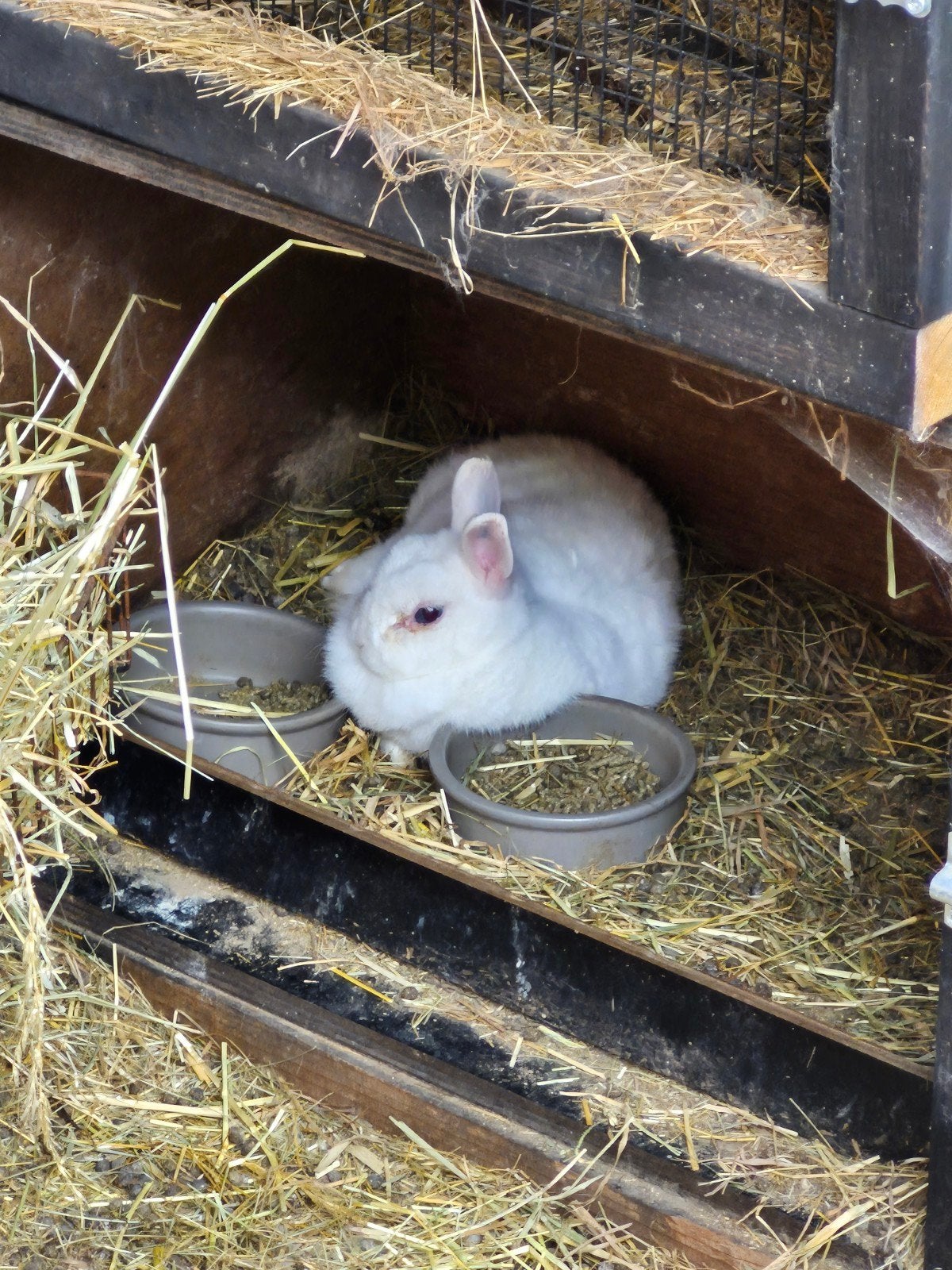 kleurdwergjes, Animaux & Accessoires, Rongeurs, Domestique, Janvier, Autres types, Plusieurs animaux